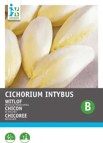 Intratuin Intratuin groentezaad witlof (cichorium intybus 'mechelse middelvroeg') aanbieding