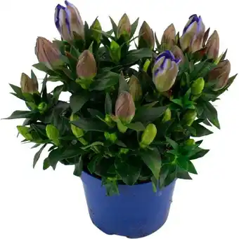 Intratuin Herfstgentiaan (gentiana scabra  'blue heart') d 12 h 22 cm aanbieding