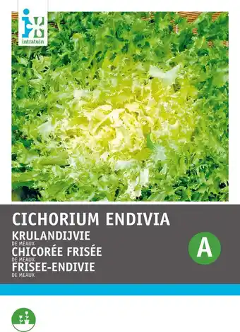 Intratuin Intratuin groentezaad krulandijvie (cichorium endivia 'de meaux') aanbieding