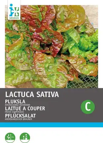 Intratuin Intratuin groentezaad pluksla (lactuca sativa 'amerikaanse roodrand') aanbieding