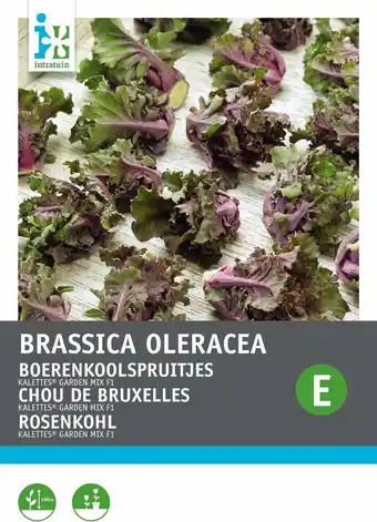 Intratuin Intratuin groentezaad boerenkoolspruitjes mix (kalettes) aanbieding