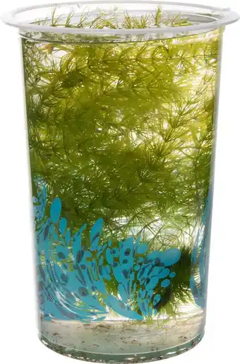 Intratuin Grof hoornblad (ceratophyllum demersum) d 12 h 20 cm aanbieding