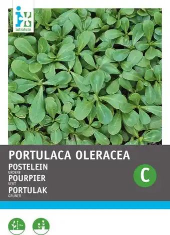 Intratuin Intratuin groentezaad postelein (portulaca oleracea 'gewone groene') aanbieding