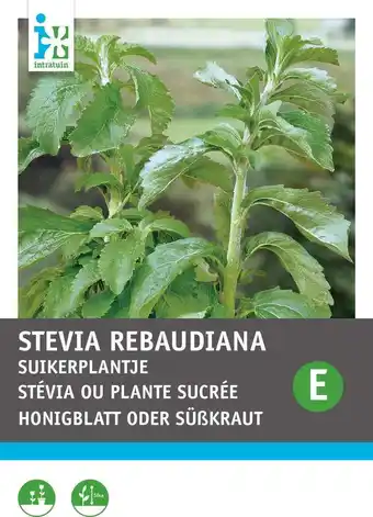 Intratuin Intratuin kruidenzaad suikerplantje (stevia reboudiana) aanbieding