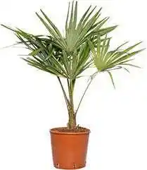 Intratuin Chinese waaierpalm (trachycarpus fortunei) d 10 h 60 cm aanbieding