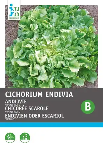 Intratuin Intratuin groentezaad andijvie (cichorium endivia 'nummer 5') aanbieding