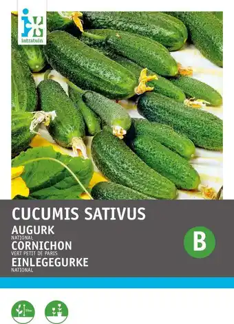 Intratuin Intratuin groentezaad augurken kleine scherpe groene (cucumis sativus) aanbieding