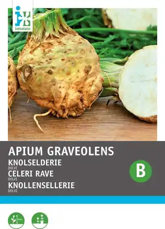 Intratuin Intratuin groentezaad knolselderij (apium graveolens 'dolvi prager reus') aanbieding