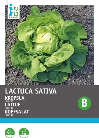 Intratuin Intratuin groentezaad kropsla (lactuca sativa 'hilde') aanbieding