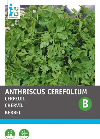 Intratuin Intratuin kruidenzaad kervel gewone (anthriscus cerefolium) aanbieding