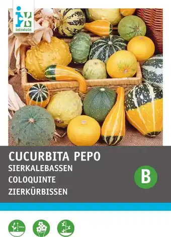 Intratuin Intratuin groentezaad sierkalebas kleinvruchtige gemengd (cucurbita pepo) aanbieding