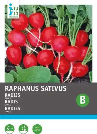 Intratuin Intratuin groentezaad radijs (raphanus sativus 'saxa') aanbieding