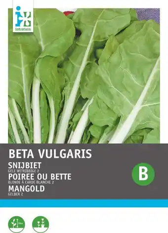 Intratuin Intratuin groentezaad snijbiet (beta vulgaris 'gele witribbige') aanbieding