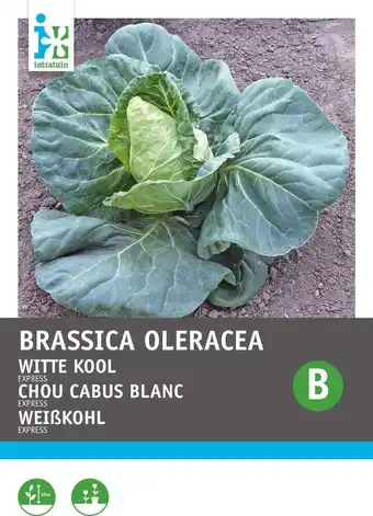 Intratuin Intratuin groentezaad witte kool vroege spitskool (brassica oleracea 'express') aanbieding