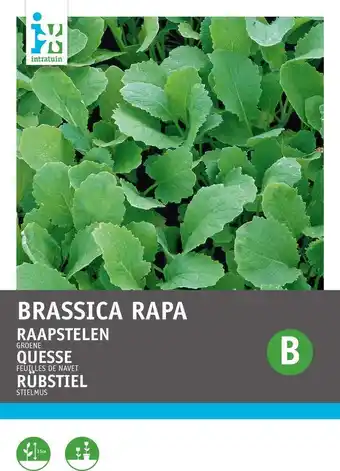 Intratuin Intratuin groentezaad raapstelen groen (brassica rapa) aanbieding