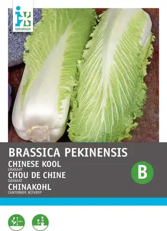 Intratuin Intratuin groentezaad chinese kool (brassica pekinensis 'zelfsluitende granaat') aanbieding
