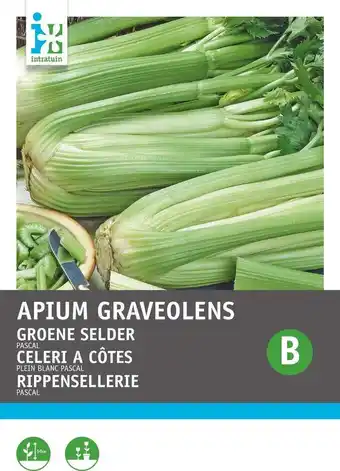 Intratuin Intratuin groentezaad selderij (apium graveolens 'groene van pascal') aanbieding