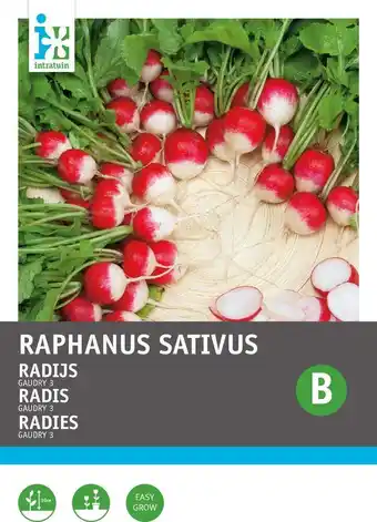Intratuin Intratuin groentezaad radijs (raphanus sativus 'gaudry') aanbieding
