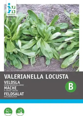 Intratuin Intratuin groentezaad (vallerianella locusta 'grote noordhollandse') aanbieding