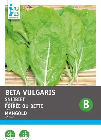 Intratuin Intratuin groentezaad snijbiet goudgeel (beta vulgaris 'lucullus') aanbieding