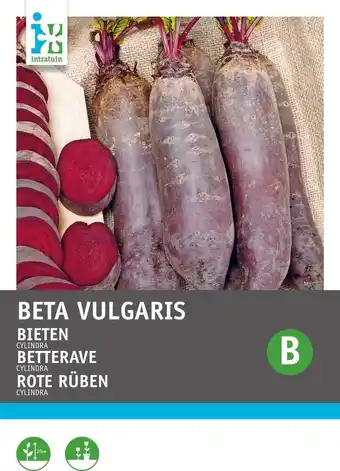Intratuin Intratuin groentezaad bieten halflange (beta vulgaris 'cylindra') aanbieding