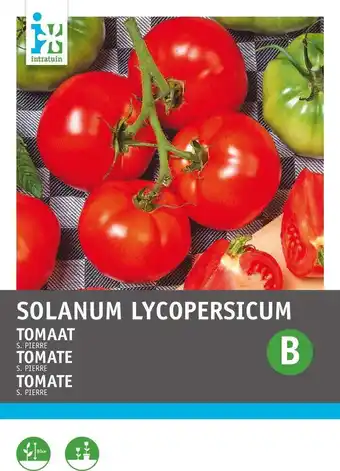 Intratuin Intratuin groentezaad tomaat vollegrondse (solanum lycopersicum 'st. pierre') aanbieding