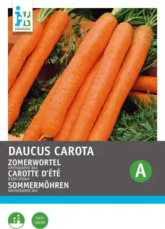 Intratuin Intratuin groentezaad wortelen (daucus carota 'amsterdamse bak') aanbieding
