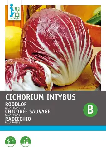 Intratuin Intratuin groentezaad roodlof (cichorium endivia 'pallo rossa di chioggia') aanbieding