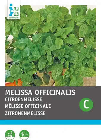 Intratuin Intratuin kruidenzaad citroenmelisse (melissa officinalis) aanbieding