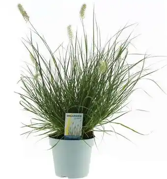 Intratuin Lampenpoetsersgras (pennisetum alopecuroides 'little hameln') d 17 h 60 cm aanbieding