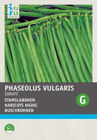 Intratuin Intratuin groentezaad stamslaboon (phaseolus vulgaris 'sonate') aanbieding
