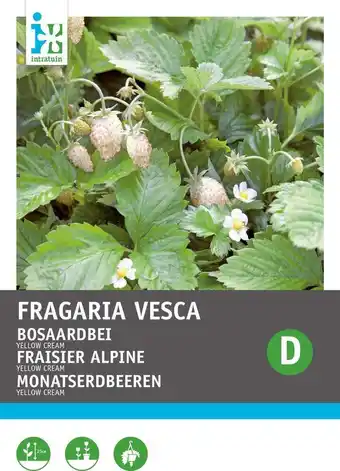 Intratuin Intratuin groentezaad hangaardbei (fragaria vesca 'yellow cream') aanbieding