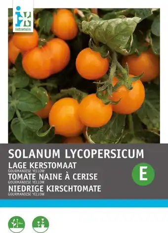 Intratuin Intratuin groentezaad patio tomaten geel (solanum lycopersicum 'gourmandise') aanbieding