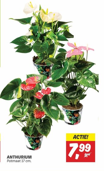 Dekamarkt ANTHURIUM Potmaat 17 cm. aanbieding