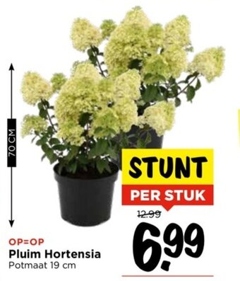 Vomar Voordeelmarkt Pluim Hortensia Potmaat 19 cm aanbieding