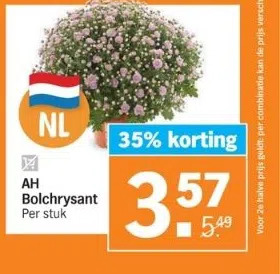 Albert Heijn Bolchrysant per stuk aanbieding