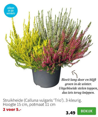 Intratuin Struikheide (calluna vulgaris ‘trio’). 3-kleurig. hoogte 15 cm, potmaat 11 cm aanbieding