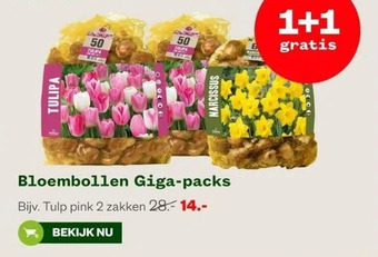 Welkoop Bloembollen giga-packs aanbieding