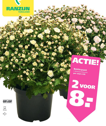 Ranzijn Bolchrysant aanbieding