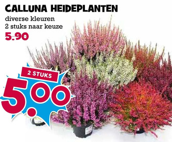 Boon`s Markt Calluna heideplanten aanbieding