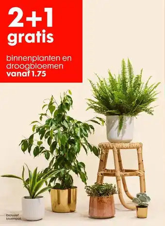 HEMA Binnenplanten En Droogbloemen 2+1 Gratis aanbieding