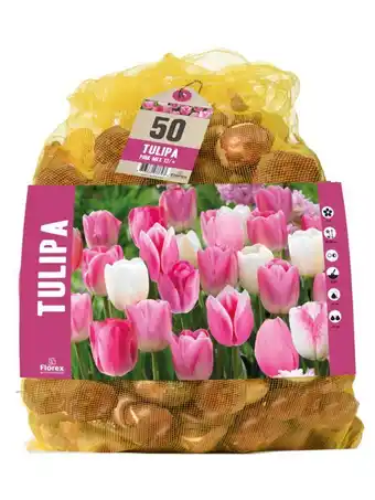 Welkoop Tulp pink mix - bloembollen - 60 stuks aanbieding