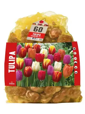 Welkoop Tulp triumph mix - bloembollen - gemengd - 70 stuks aanbieding