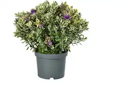 Intratuin Struikveronica (hebe 'katrina') d 23 h 45 cm aanbieding