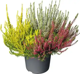 Intratuin Struikheide trio (calluna 'beauty lady') d 11 h 15 cm aanbieding