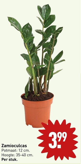 ALDI Zamioculcas Potmaat: 12 cm. Hoogte: 35-40 cm. Per stuk. aanbieding