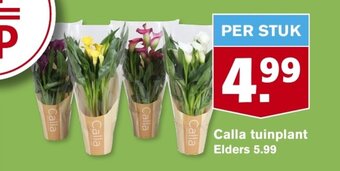 Hoogvliet Calla tuinplant aanbieding