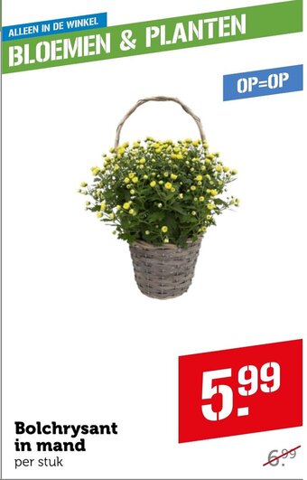 Coop Bolchrysant in mand aanbieding