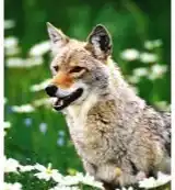 Drogisterij.net Animal essences coyote (prairiewolf) (30ml) aanbieding