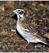 Drogisterij.net Animal essences sparrow (mus) (30ml) aanbieding
